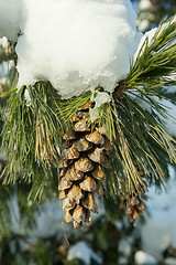 Image showing Fir cone in snow