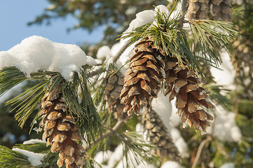 Image showing Fir cones in snow