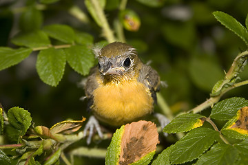 Image showing baby oriole