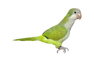 Image showing Baby Parrot