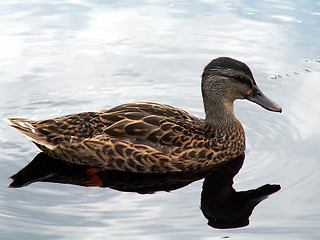 Image showing duck