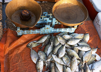 Image showing Fish with scale on Doha Corniche 2