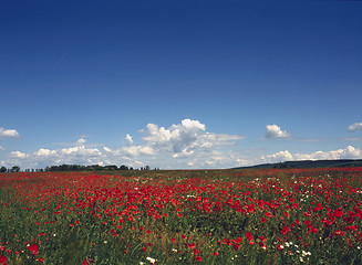 Image showing Poppy field