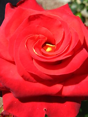 Image showing a beautiful flower of red rose