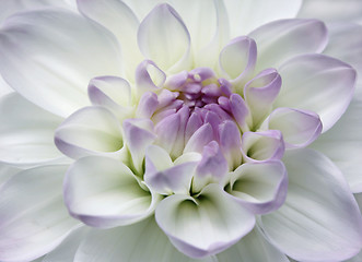 Image showing Pink Flower Macro