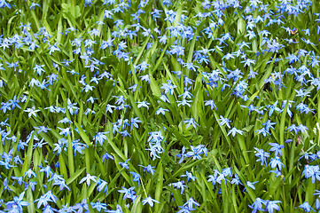 Image showing Blue flowers