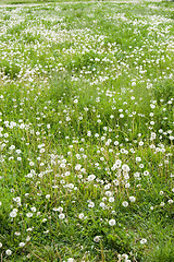 Image showing Field with Dandelions