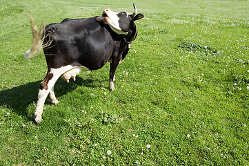 Image showing Cow grazing