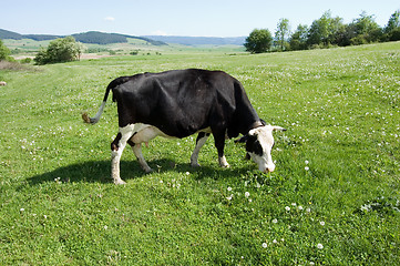 Image showing Cattle grazing