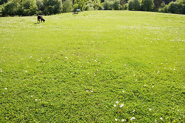 Image showing Cattle grazing