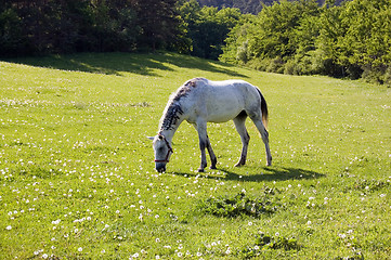 Image showing Horse