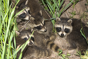 Image showing Baby Racoons