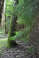 Image showing Coniferous tree branches in summer forest