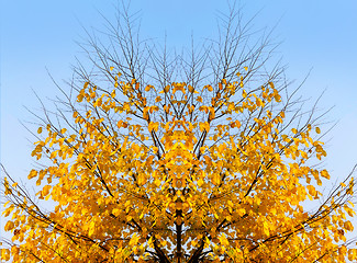 Image showing Autumn tree on sky background