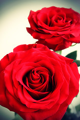 Image showing Red roses