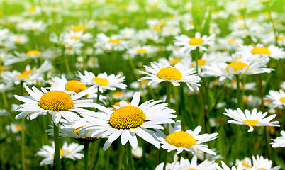 Image showing Beautiful chamomile flowers