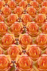 Image showing Rosy Background