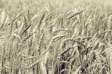 Image showing Grain field 