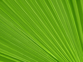 Image showing Tropical plant leaf closeup