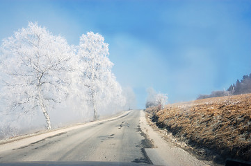 Image showing Trees with frost