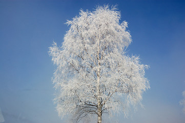 Image showing Frost