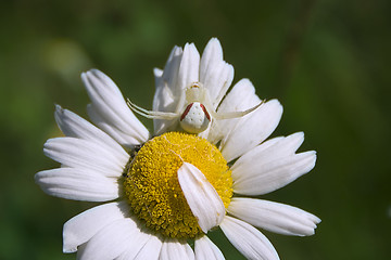 Image showing White Spider