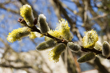 Image showing Spring in garden