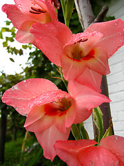 Image showing a beautiful flower of gladiolus