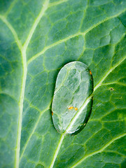 Image showing Drop of water on a leaf