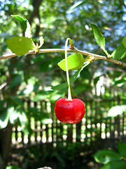 Image showing Red ripe berry of a cherry