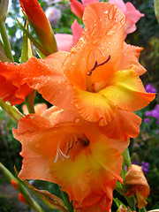 Image showing a beautiful flower of gladiolus