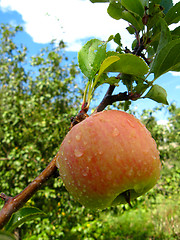 Image showing very tasty and ripe apple with drop of water