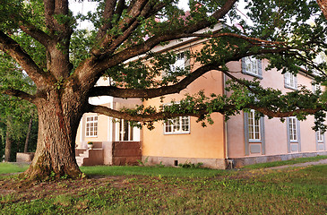 Image showing huge oak tree near the old mansion
