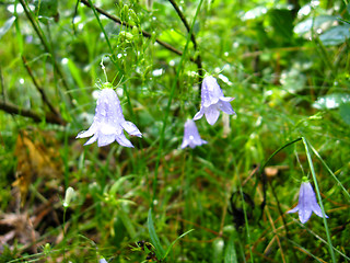 Image showing beautiful flower of lilac bluebell
