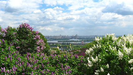 Image showing view on the city of Kyiv with bushes of a lilac