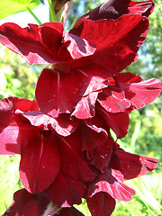 Image showing a beautiful flower of claret gladiolus