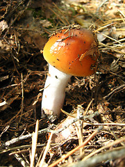 Image showing Beautiful red fly agaric in the forest