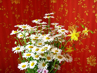 Image showing beautiful bouquet with white camomiles