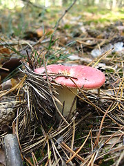 Image showing mushroom in the pine needles