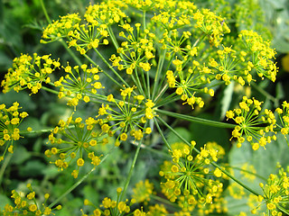 Image showing yellow flowers of fennel