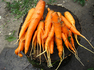Image showing a lot of carrots