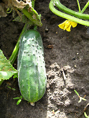 Image showing ripe and fresh cucumber with leaves
