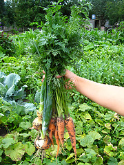 Image showing a bunch of pulled out carrots and leeks