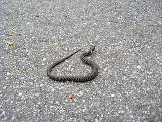 Image showing Young grass-snake on the road