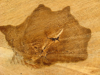 Image showing Pattern on a cut of a tree