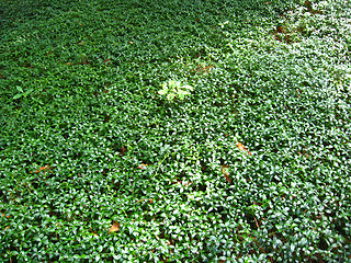 Image showing Thrickets of a green periwinkle in the forest