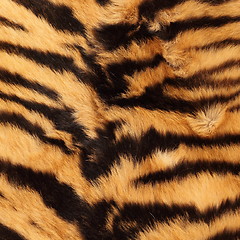 Image showing stripes on a tiger pelt