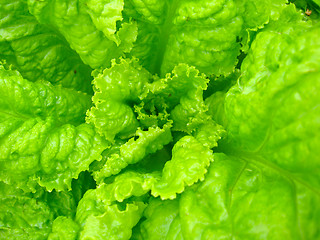 Image showing Green leaves of useful lettuce