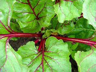 Image showing Green and red bed of the fresh beet