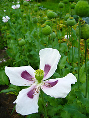 Image showing The beautiful flower of a poppy